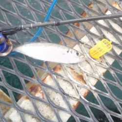 アジは好調継続中！